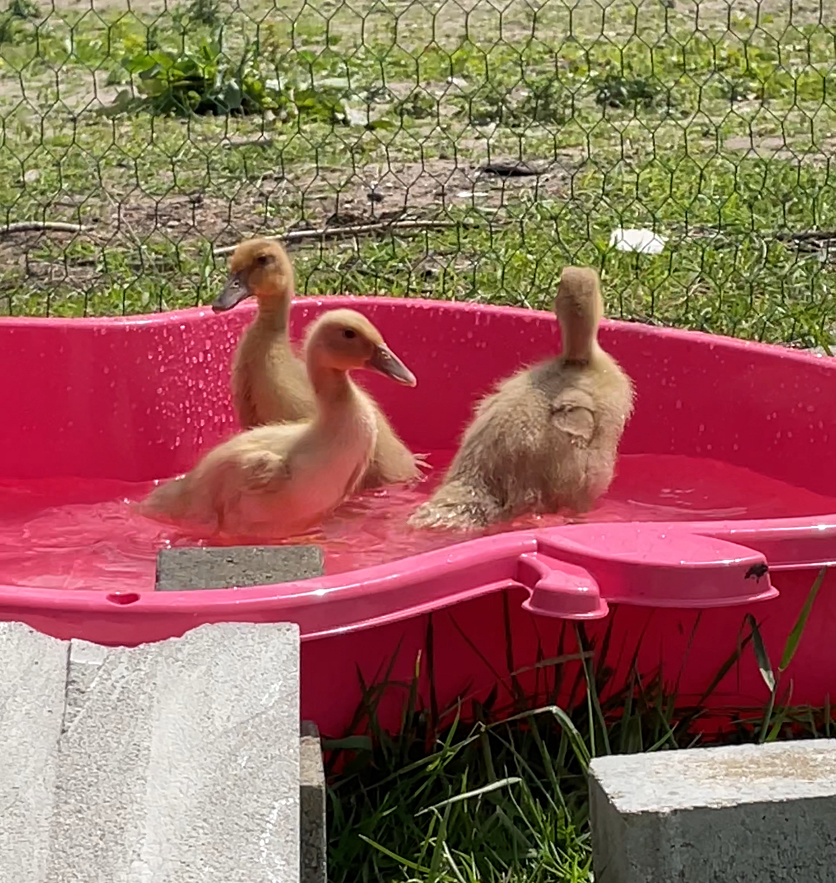 Ente Matilda