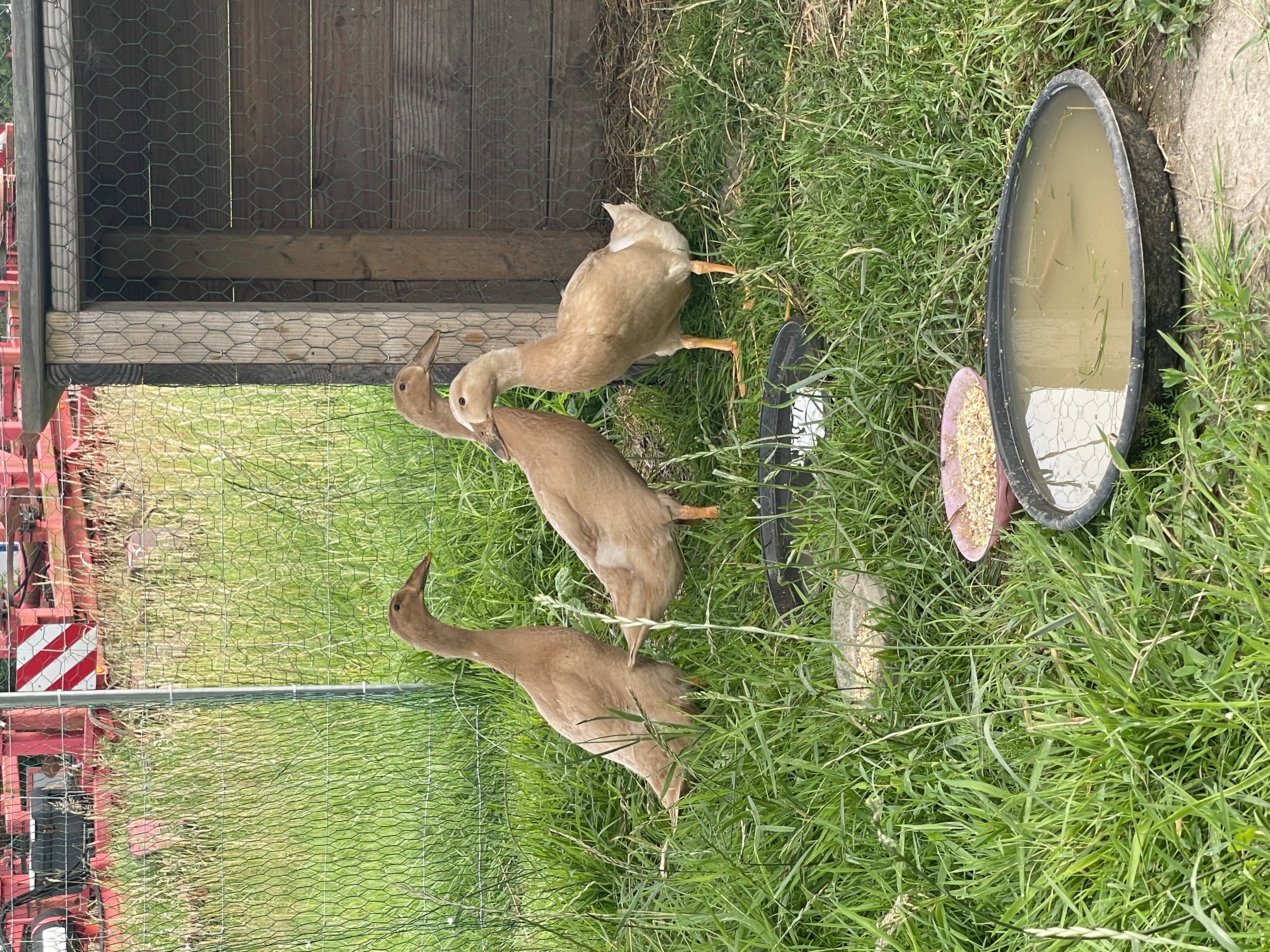 Ente Alma