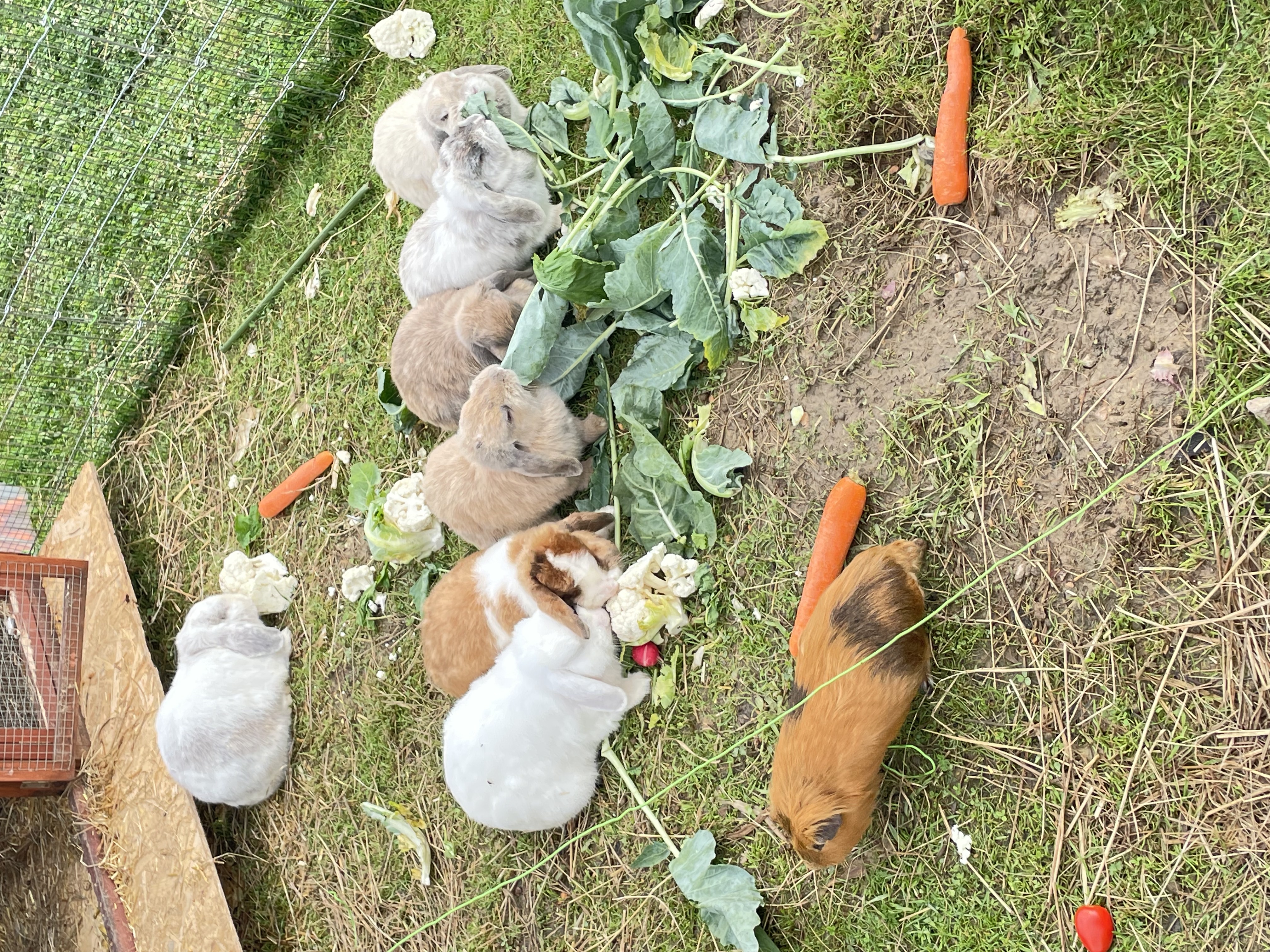 Die Hasen der GeniusFarm