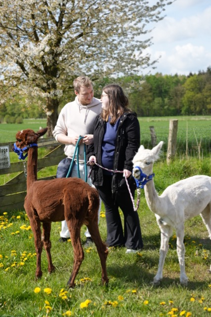 Paar mit zwei Alpakas auf der GeniusFarm